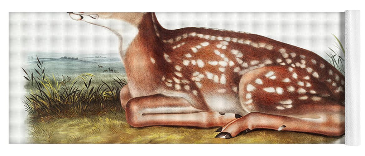 John Woodhouse Audubon Yoga Mat featuring the mixed media American Deer by World Art Collective