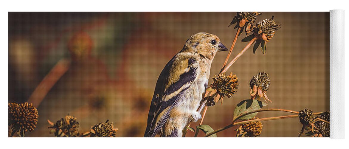 American Goldfinch Yoga Mat featuring the photograph American Goldfinch - First Day of Fall by Chad Meyer