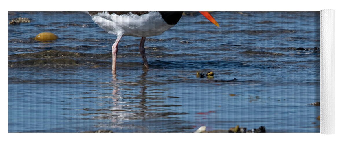 Shore Yoga Mat featuring the photograph American Oystercatcher by Cathy Kovarik