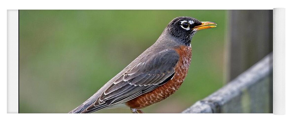 Wildlife Yoga Mat featuring the photograph American Robin by John Benedict