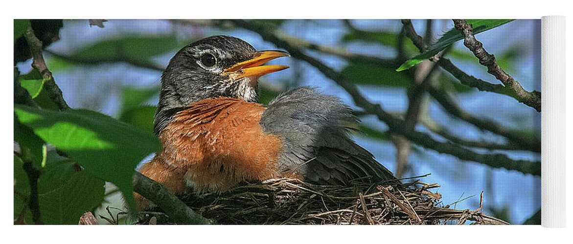 Nature Yoga Mat featuring the photograph American Robin Sitting on Nest DSB0369 by Gerry Gantt