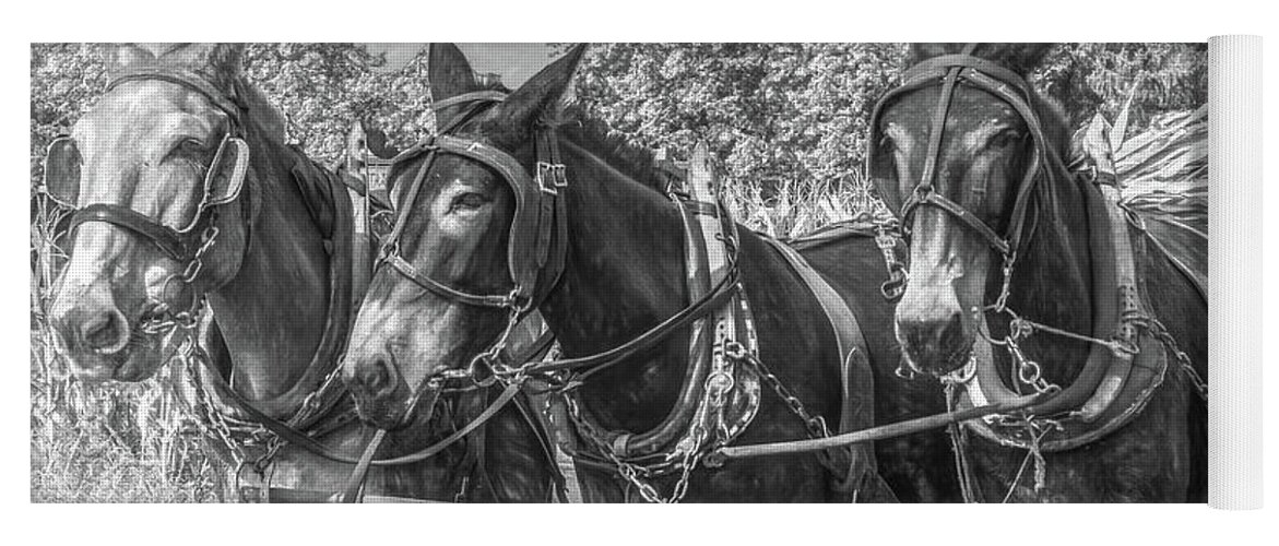 Horses Yoga Mat featuring the photograph Amish Corn Harvest, Lancaster County by Marcy Wielfaert