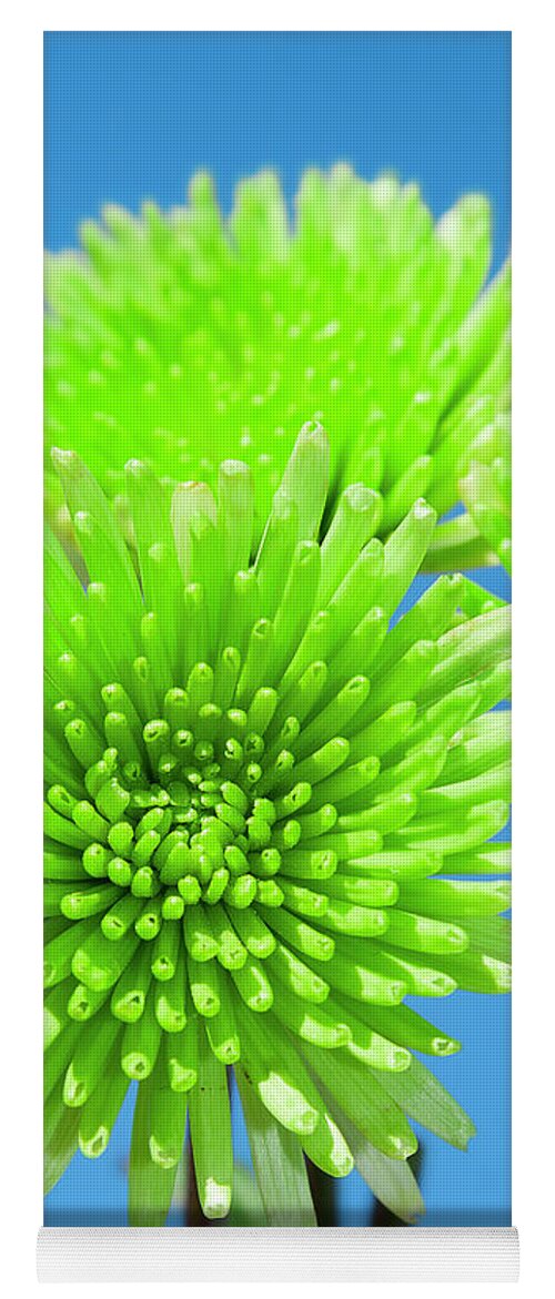 Floral Yoga Mat featuring the photograph Anastacia Green Chrysanthemum Flower Joy by Renee Spade Photography