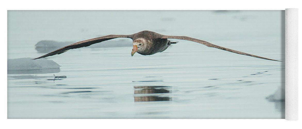 05feb20 Yoga Mat featuring the photograph Antarctic Giant Petrel Low Level Over Fournier Bay by Jeff at JSJ Photography