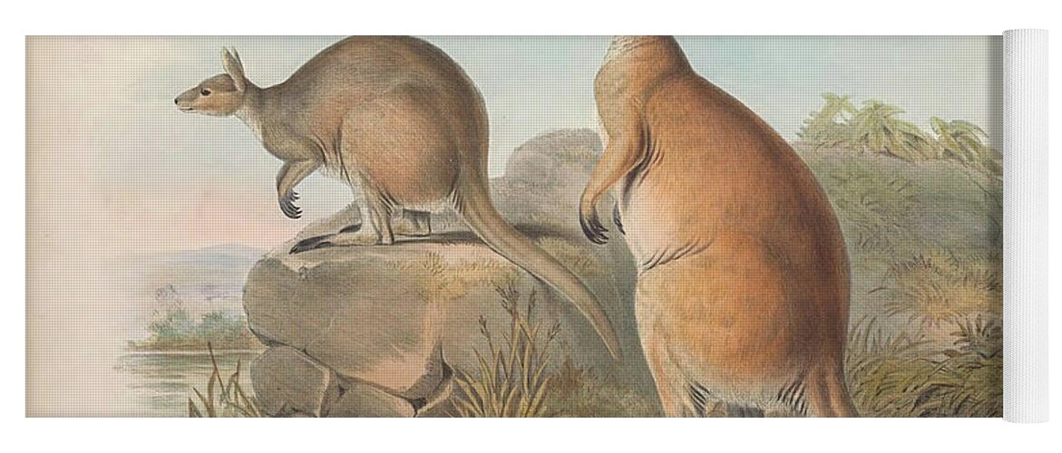 Antilopine Kangaroo Yoga Mat by John Gould - Pixels