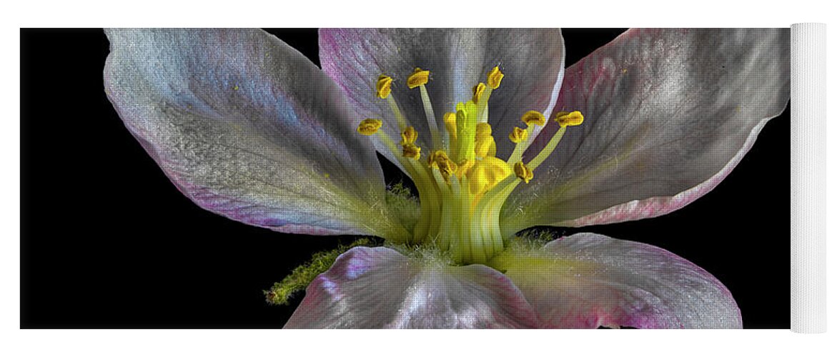 Apple Blossom Yoga Mat featuring the photograph Apple Blossom 1 by Endre Balogh