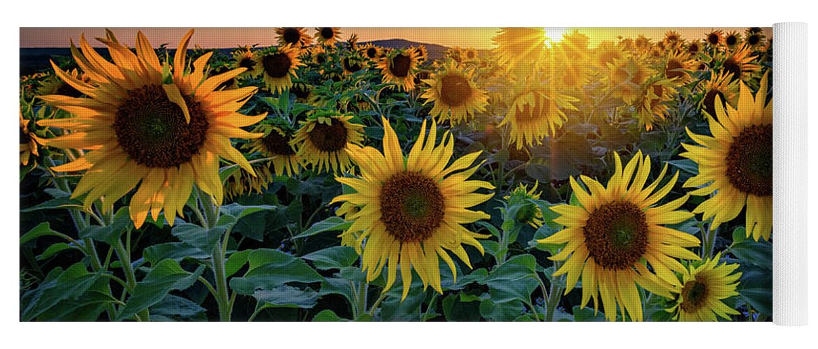 Sunflower Yoga Mat featuring the photograph Aroostook Sunset by Rick Berk