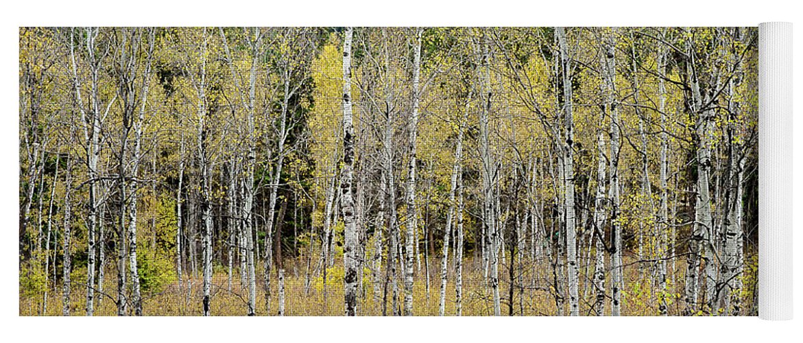 Aspen Trees Yoga Mat featuring the photograph Aspen Color Change by Linda McRae