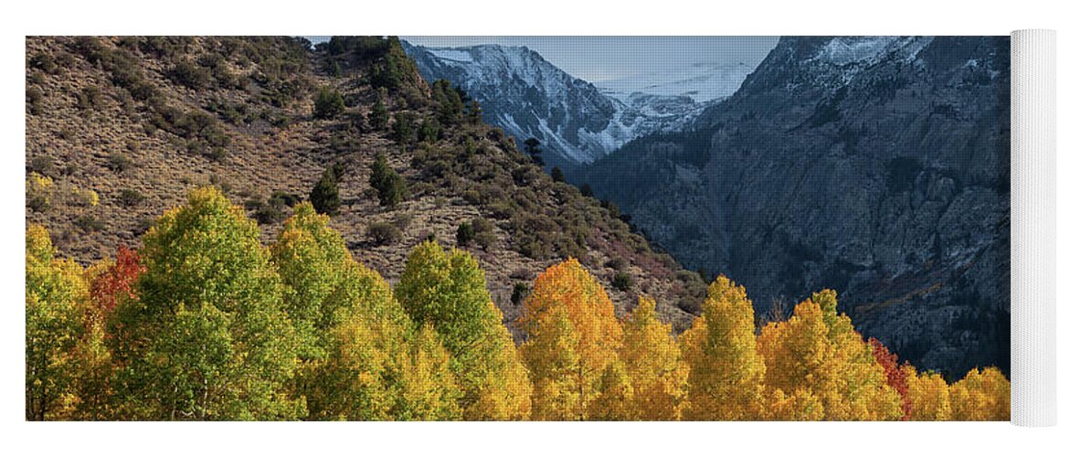 Trees Yoga Mat featuring the photograph Aspen Trees In Autumn by Jonathan Nguyen