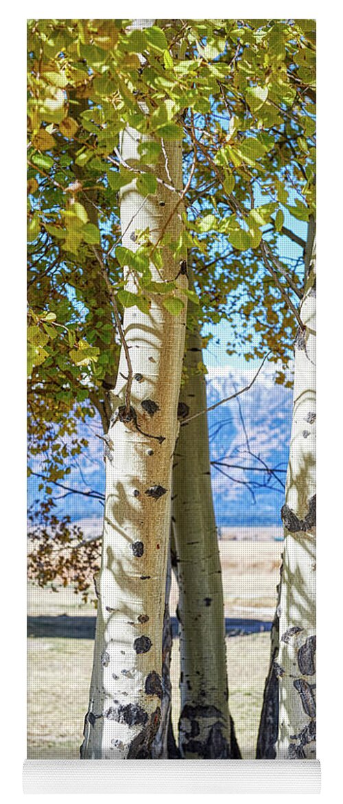 Forest Yoga Mat featuring the photograph Aspen trees by Paul Freidlund