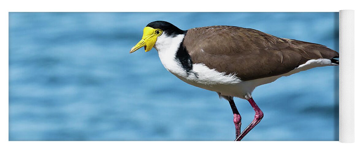 Australian Plover Yoga Mat featuring the digital art Australian plover 893 by Kevin Chippindall