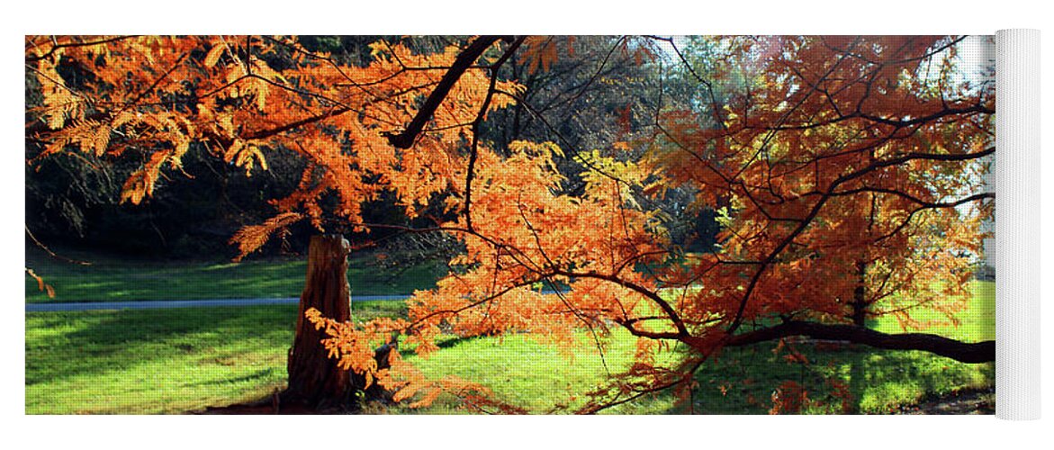 Autumn Yoga Mat featuring the photograph Autumn Light by Carolyn Stagger Cokley