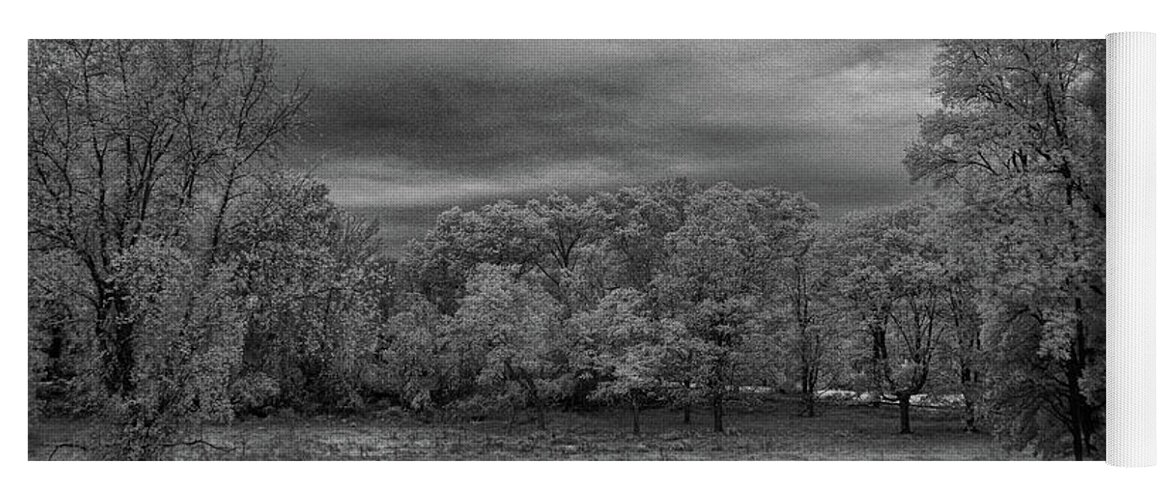 Trees Yoga Mat featuring the photograph Autumn trees in black and white #2 by Alan Goldberg