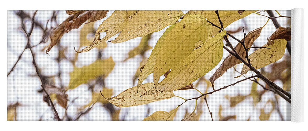 Autumn Yellow Leaves Yoga Mat featuring the photograph Autumn Yellow Leaves by David Morehead