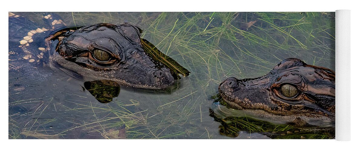 Aligator Yoga Mat featuring the photograph Baby Aligatots by Larry Marshall