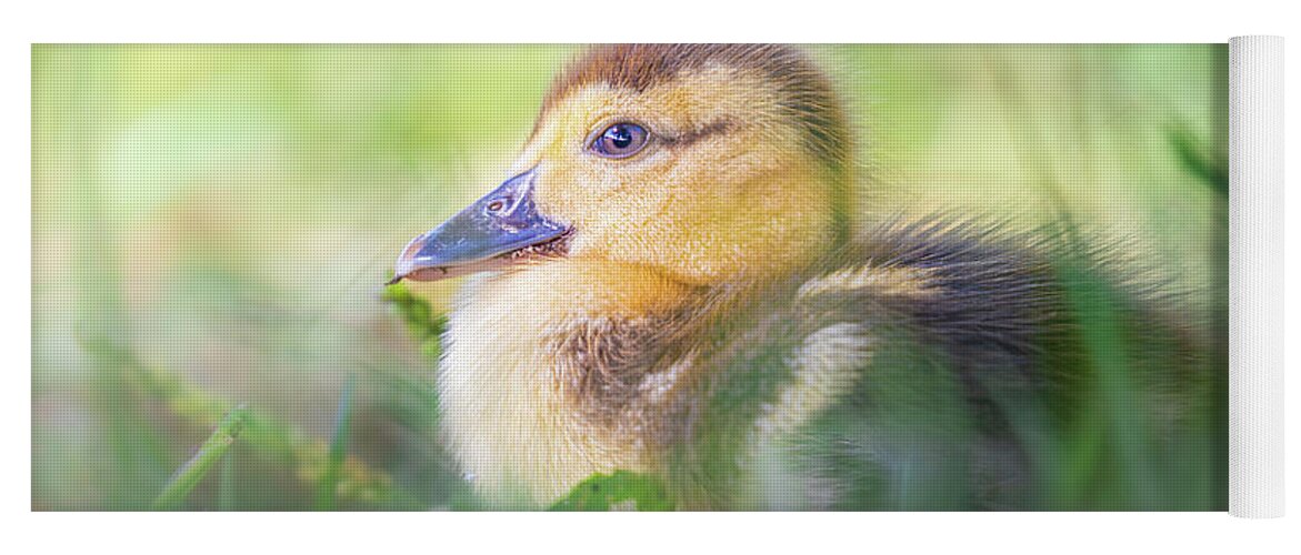 Brown Duckling Yoga Mat featuring the photograph Baby Duckling In The Weeds by Jordan Hill