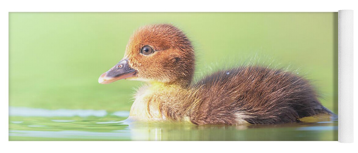Brown Duckling Yoga Mat featuring the photograph Baby Duckling Swimming by Jordan Hill