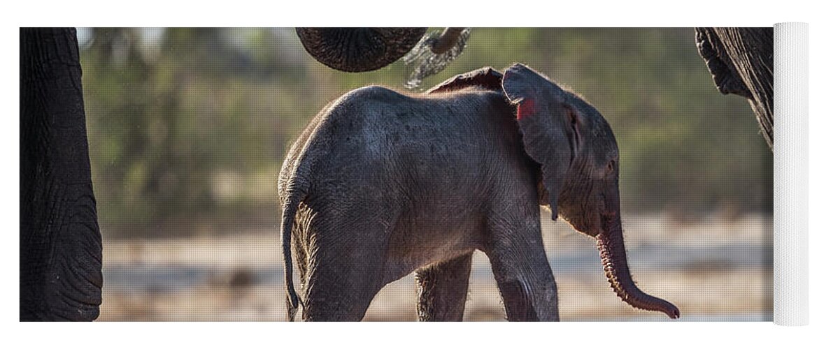 Africa Yoga Mat featuring the photograph Baby Elephant by Bill Cubitt