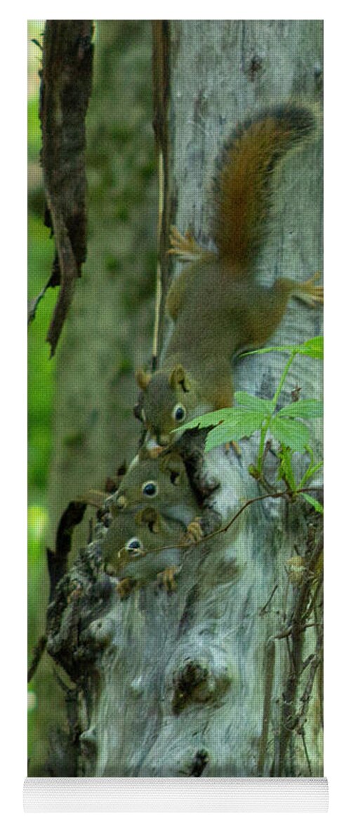 Squirrels Yoga Mat featuring the photograph Baby Squirrels by Geoff Jewett