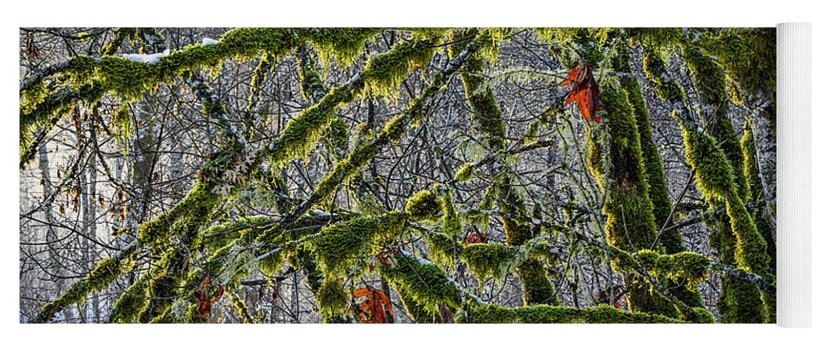 British Columbia Yoga Mat featuring the photograph Backlit mossy maple trees, by Michael Wheatley