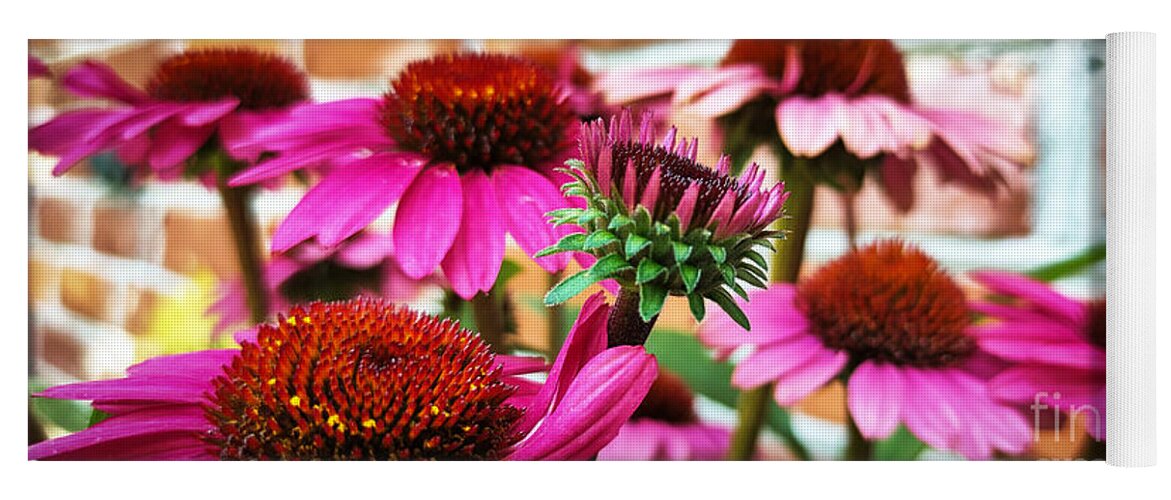 Coneflower Yoga Mat featuring the photograph Backyard Color by Robert Knight