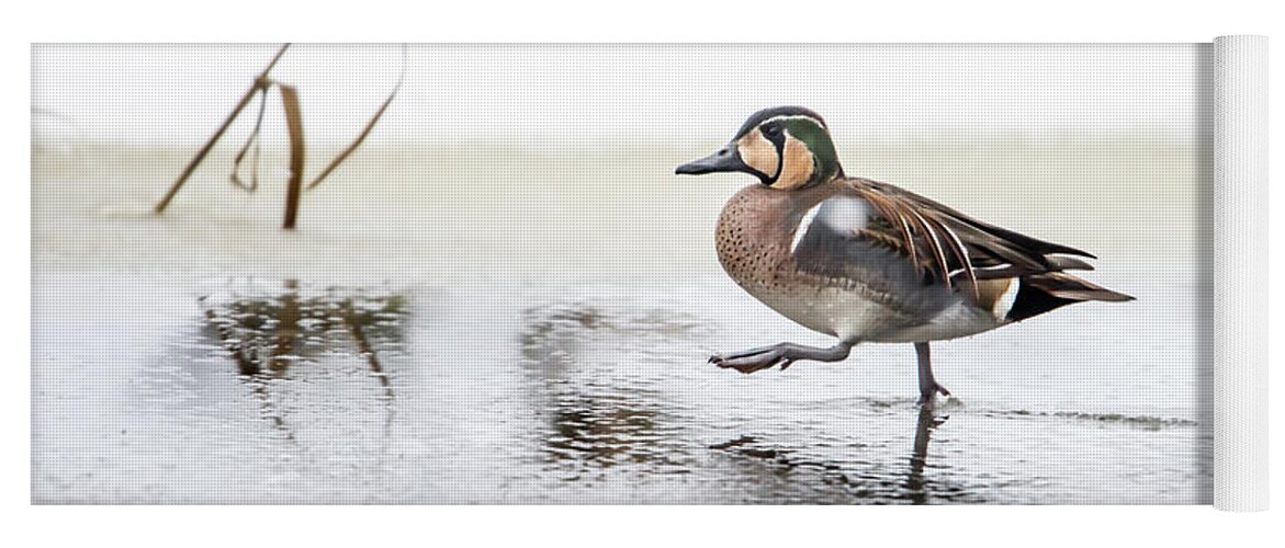 Baikal Teal Yoga Mat featuring the photograph Baikal Teal, the beautiful and rare visitor in Sweden, walks wit by Torbjorn Swenelius