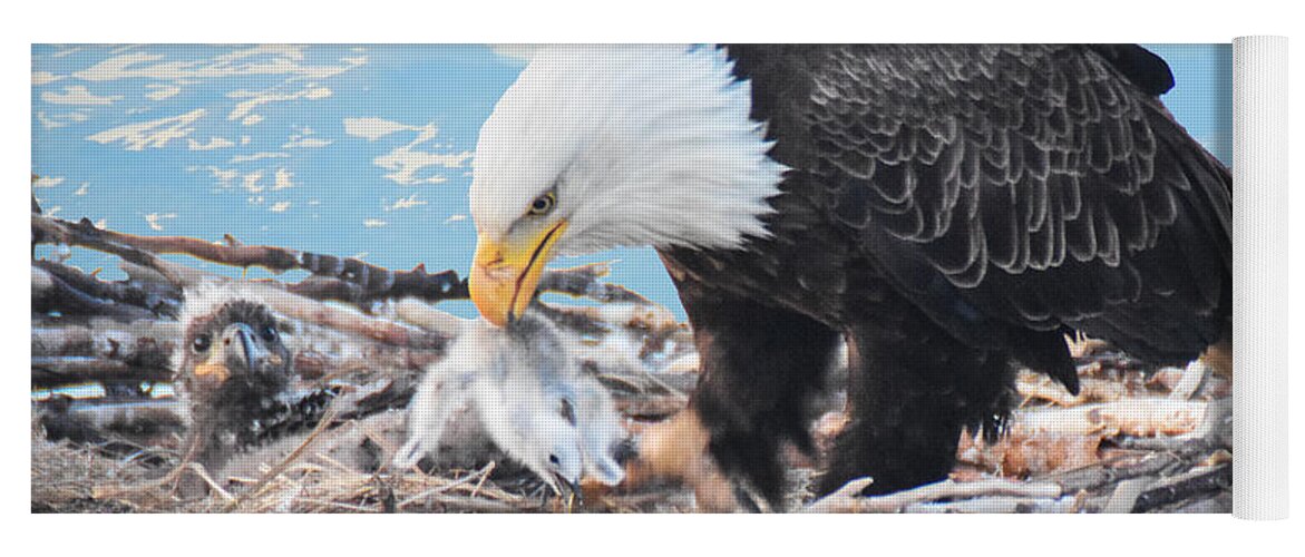 Nest Yoga Mat featuring the photograph Bald Eagle feeding Chick by Ed Stokes
