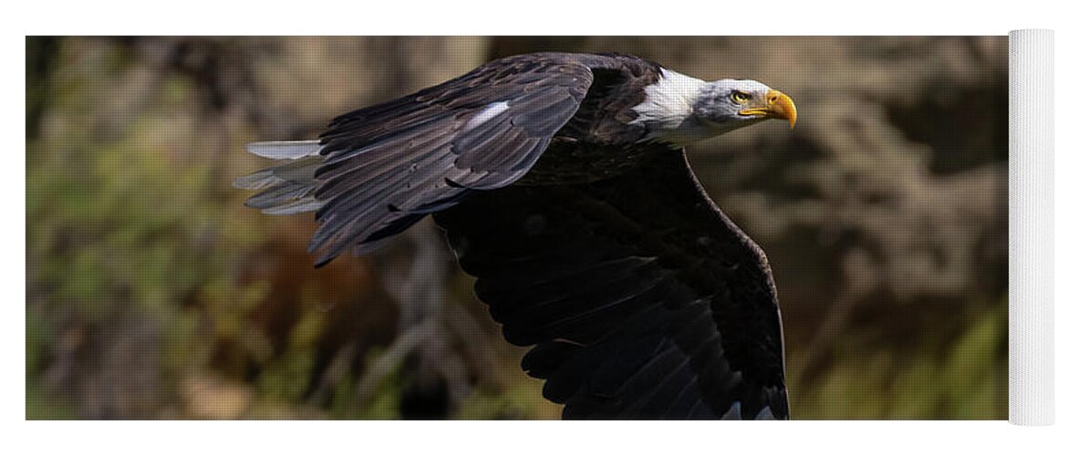 Bird Species Yoga Mat featuring the photograph Bald Eagle Flaps Down by Steven Krull