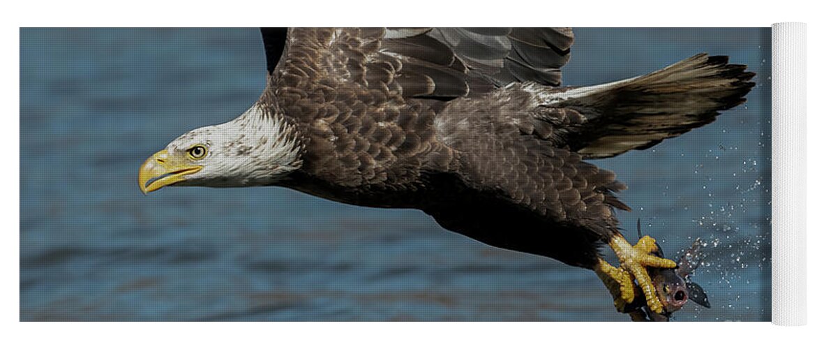 Bald Eagle Yoga Mat featuring the photograph Bald eagle grabs lunch by Sam Rino
