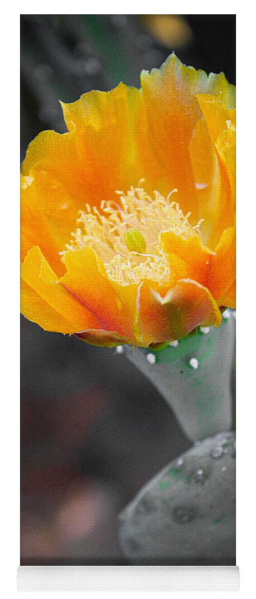 Opuntia Ficus-indica Yoga Mat featuring the photograph Barbary Fig Flower by W Craig Photography
