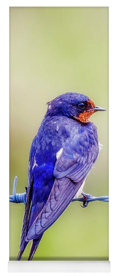 Barn Swallow Yoga Mat featuring the photograph Barn Swallow Perched on Barbed Wire by Susan Rissi Tregoning