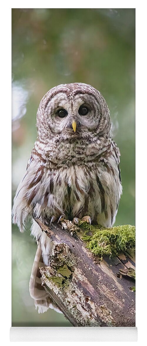 Barred Owl Yoga Mat featuring the photograph Barred Owl Stare by Michael Rauwolf