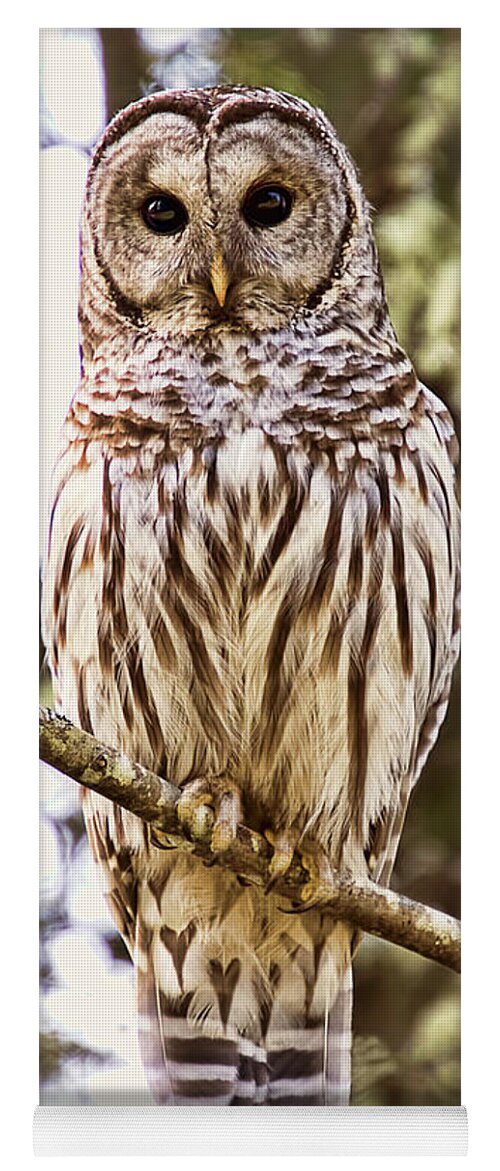 Barred Owl Yoga Mat featuring the photograph Barred Owl Stare by Peggy Collins