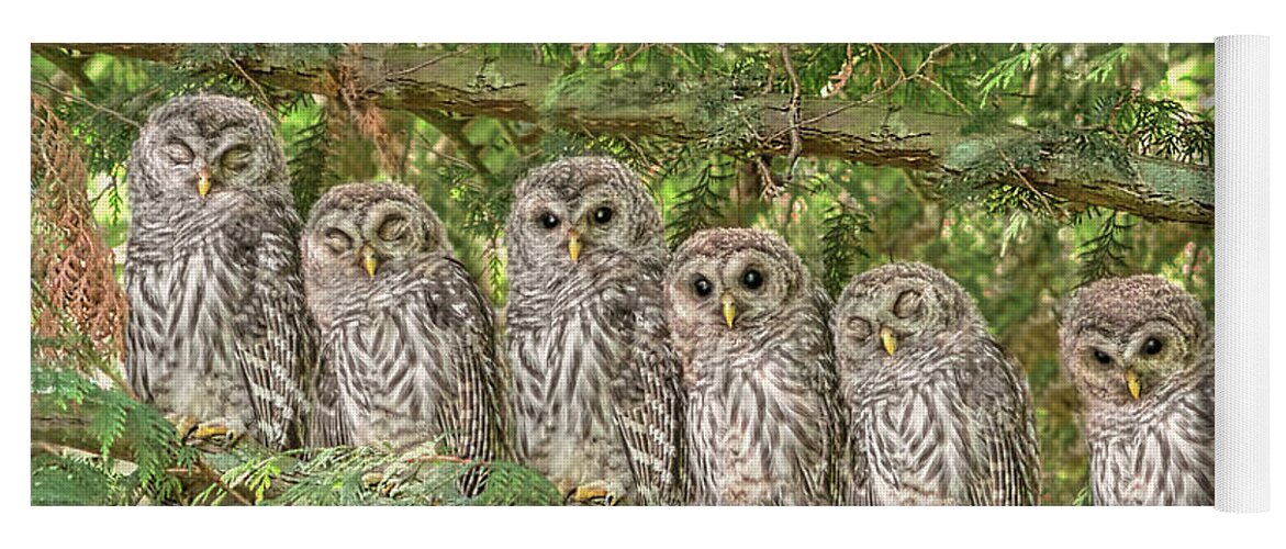Owl Yoga Mat featuring the photograph Barred Owlets Nursery by Jennie Marie Schell