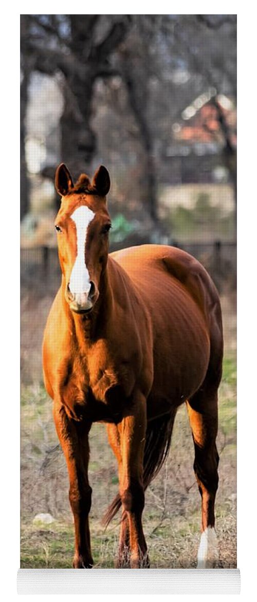 Horse Yoga Mat featuring the photograph Bay Horse 4 by C Winslow Shafer