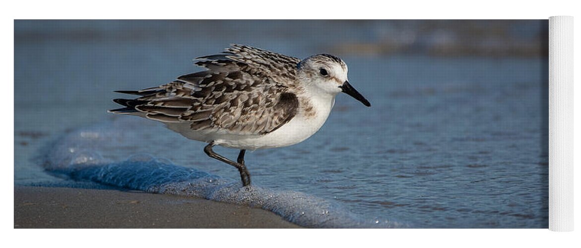 Bird Yoga Mat featuring the photograph Beach Bully by Linda Bonaccorsi