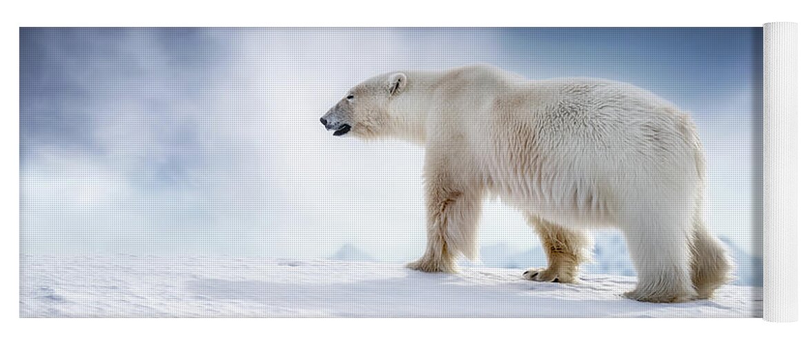 Wildlife Yoga Mat featuring the photograph Beautiful adult male polar bear, ursus maritimus, walking across the snow of Svalbard by Jane Rix