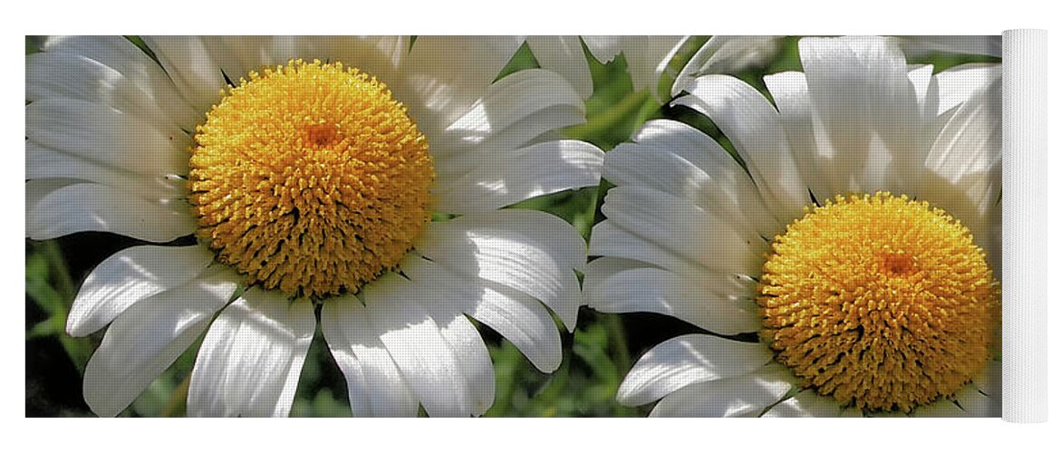 Daisies Yoga Mat featuring the photograph Beautiful Daisies by Scott Olsen