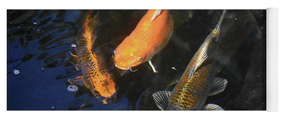 Beautiful group of koi fish with stunning color scales Yoga Mat by DejaVu  Designs - Fine Art America