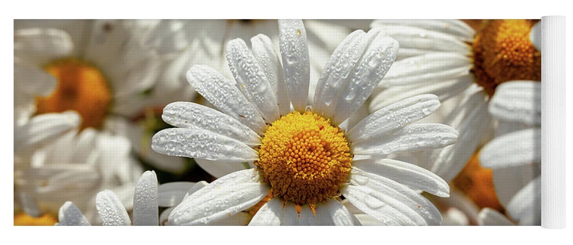 Daisies Yoga Mat featuring the photograph Beautiful large wild daisies with water drops by Simon Bratt