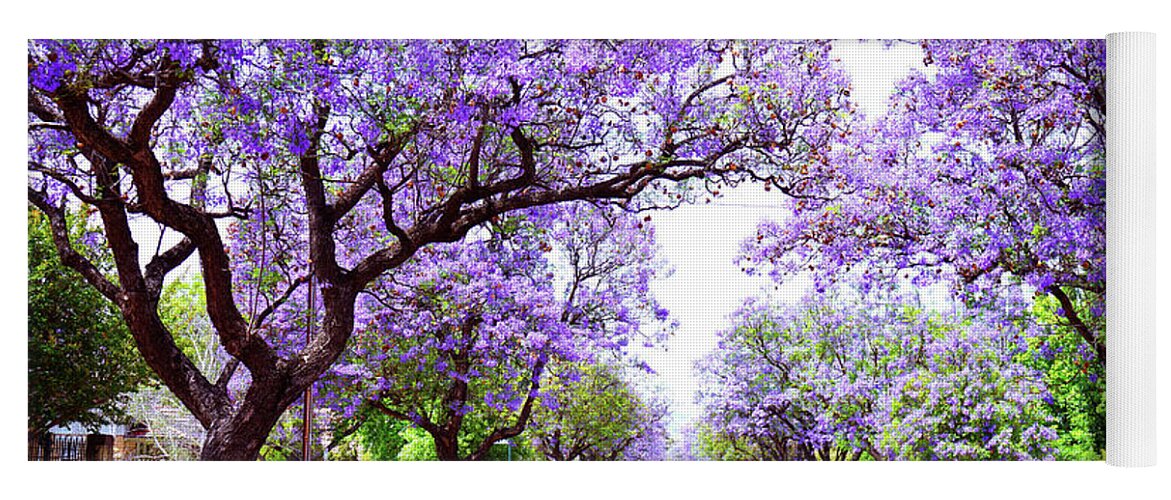 Jacaranda Yoga Mat featuring the photograph Beautiful purple flower Jacaranda tree lined street in full bloom. by Milleflore Images