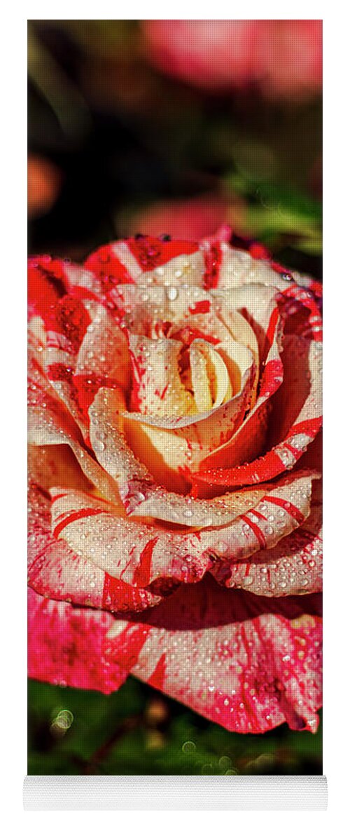 Red Yoga Mat featuring the photograph Beautiful Red and White Rose by Rob Green