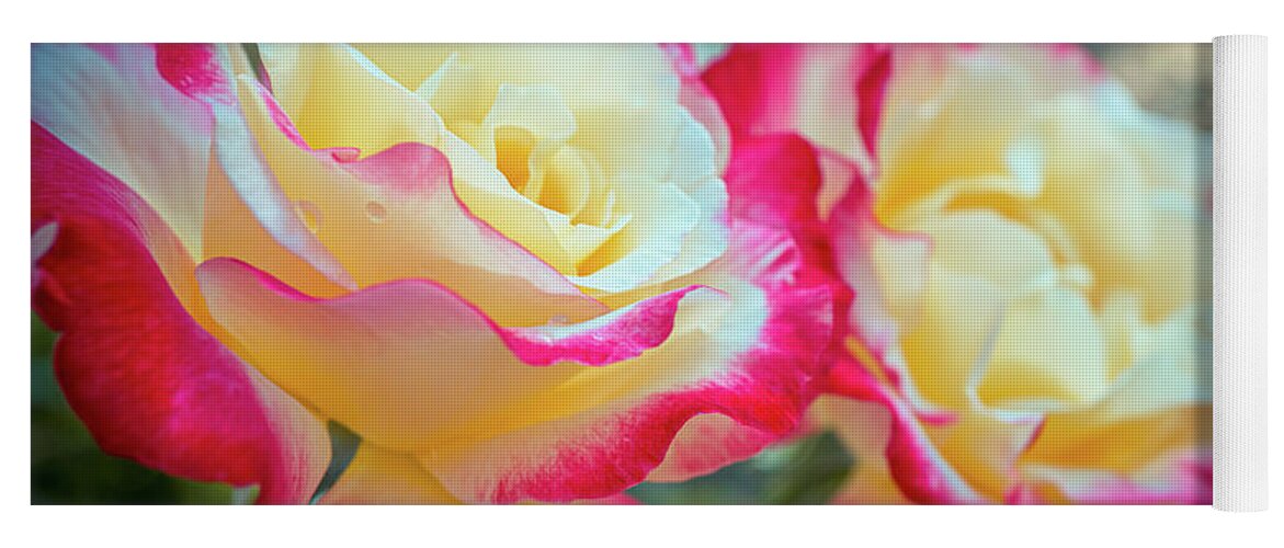Beautiful Roses From My Garden Yoga Mat featuring the photograph Beautiful roses from my Garden 1a by Lilia S