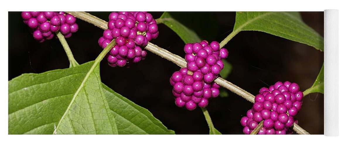 Beautyberry Yoga Mat featuring the photograph Beauty Berry by Mingming Jiang