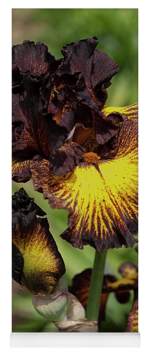 Jenny Rainbow Fine Art Photography Yoga Mat featuring the photograph Beauty Of Irises. Tuscan Summer 1 by Jenny Rainbow