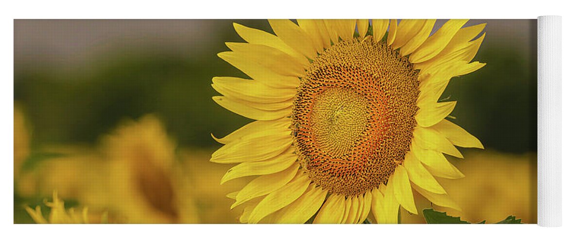 Sunflowers Yoga Mat featuring the photograph Bee and Sunflower by Pam Rendall