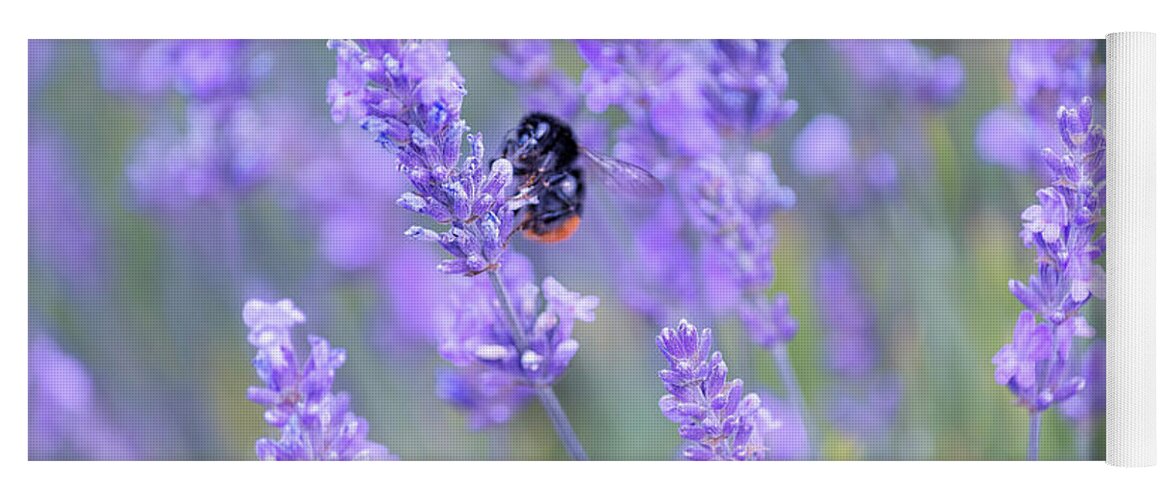 Lavender Yoga Mat featuring the photograph Bee buzzing in the lavender by Andrew Lalchan
