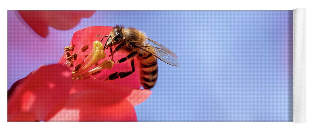 Chaenomeles Yoga Mat featuring the photograph Bee feeding on flowering quince flower by Karen Foley