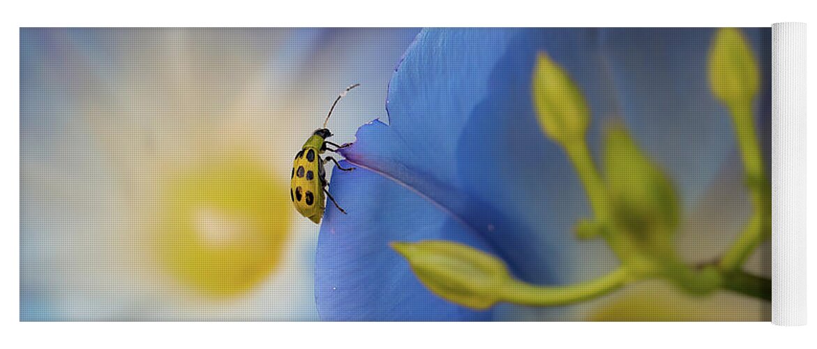 Beetle Yoga Mat featuring the photograph Beetle and Morning Glory by Cheri Freeman