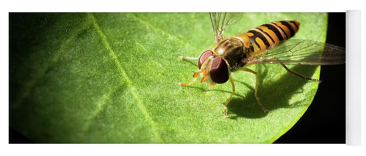Capparis Spinosa Yoga Mat featuring the photograph Belted hoverfly, Syrphidae on caper leaf by Jean-Luc Farges